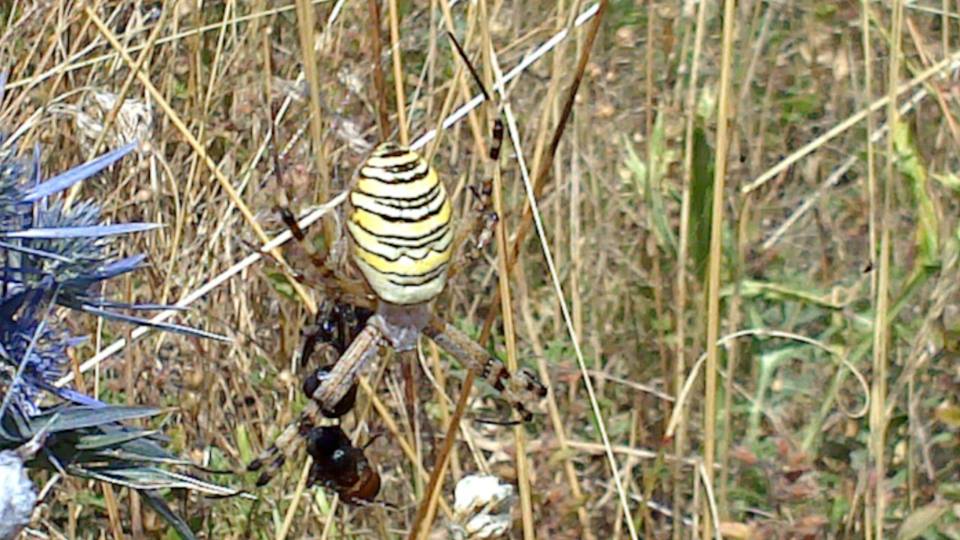 Argiope bruennichi - Gola del Furlo (PU)